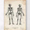 Menschliche Skelettkarte | Codex Anatomicus Best
