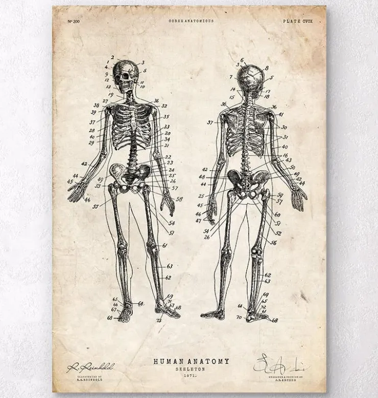 Menschliche Skelettkarte | Codex Anatomicus Best