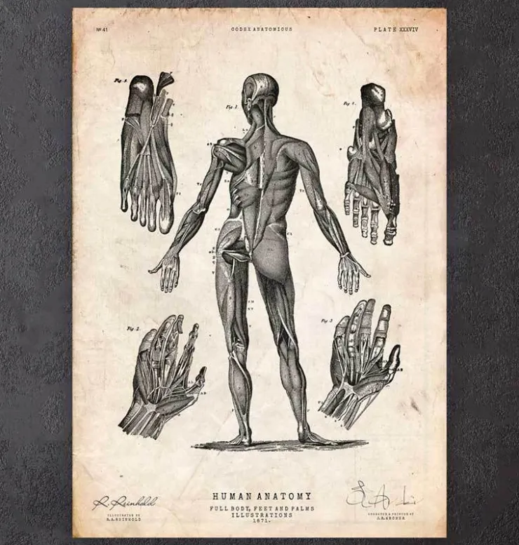 Menschlichen Körpers Anatomie III | Codex Anatomicus Fashion