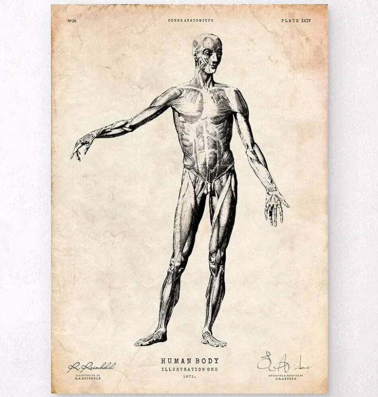 Menschlichen Körpers Anatomie | Codex Anatomicus Outlet