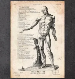 Menschlichen Körpers Anatomie VI | Codex Anatomicus Clearance