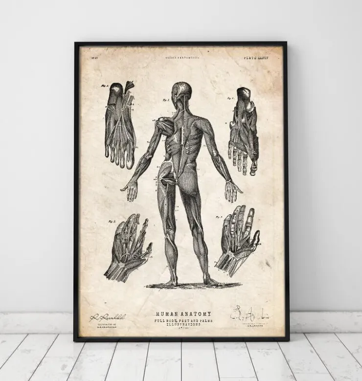 Menschlichen Körpers Anatomie III | Codex Anatomicus Fashion