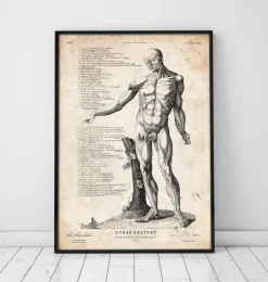 Menschlichen Körpers Anatomie VI | Codex Anatomicus Clearance