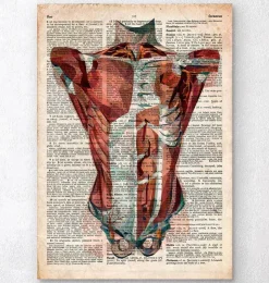 Menschlichen Rumpfes Anatomie - Altes Wörterbuch | Codex Anatomicus Sale