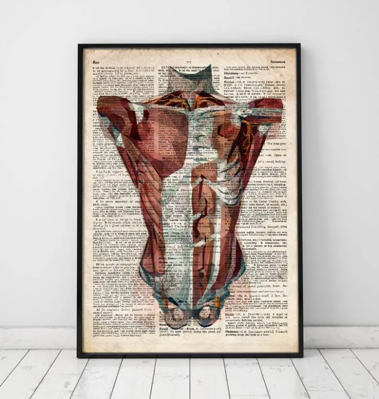 Menschlichen Rumpfes Anatomie - Altes Wörterbuch | Codex Anatomicus Sale