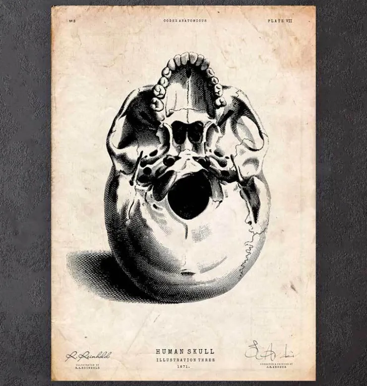 Menschlicher Schädel III | Codex Anatomicus Discount