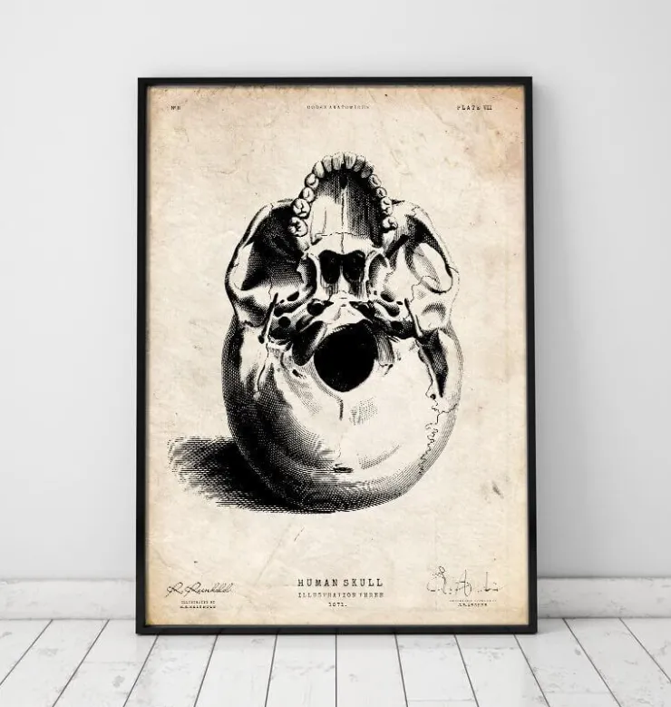 Menschlicher Schädel III | Codex Anatomicus Discount