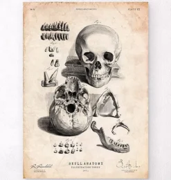Menschlicher Schädel IX | Codex Anatomicus New