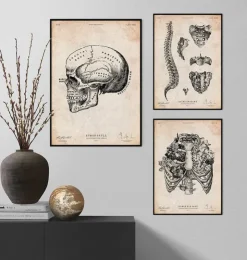 Menschlicher Schädel IX | Codex Anatomicus Clearance