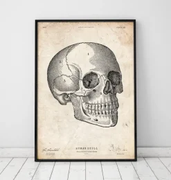 Menschlicher Schädel V | Codex Anatomicus Hot