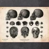 Menschlicher Schädel VII | Codex Anatomicus Hot