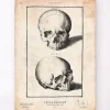 Menschlicher Schädeldruck VIII | Codex Anatomicus Hot