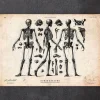 Menschlicher Skelett II | Codex Anatomicus New