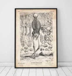 Menschlicher Skelett III | Codex Anatomicus Clearance