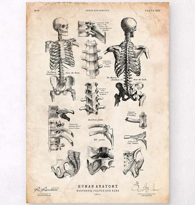Menschliches Skelett IV | Codex Anatomicus Sale