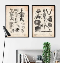 Menschliches Skelett IV | Codex Anatomicus Sale