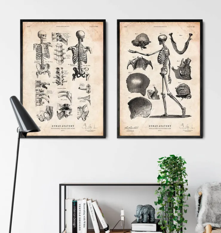 Menschliches Skelett IV | Codex Anatomicus Sale