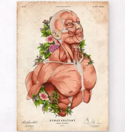 Männliche Körper Anatomie | Codex Anatomicus Sale