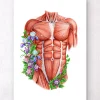 Männliche Rumpfmuskeln - Floral- Weiß | Codex Anatomicus Clearance