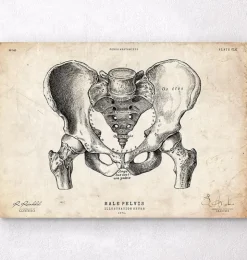 Männlichen Beckens Anatomie | Codex Anatomicus Clearance