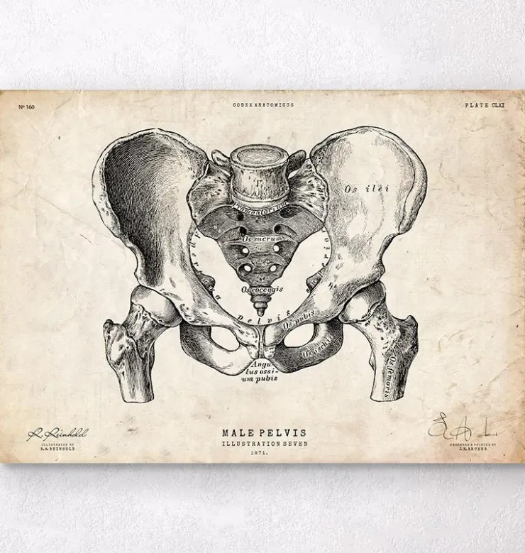 Männlichen Beckens Anatomie | Codex Anatomicus Clearance