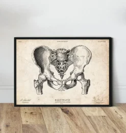 Männlichen Beckens Anatomie | Codex Anatomicus Clearance