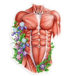 Männlichen Torso Aufkleber - Floral | Codex Anatomicus Sale