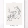 Männliches Harnsystem - Line-Art | Codex Anatomicus Fashion