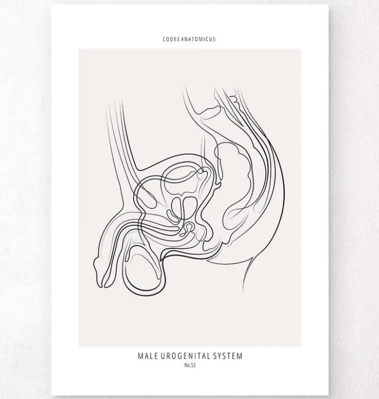 Männliches Harnsystem - Line-Art | Codex Anatomicus Fashion