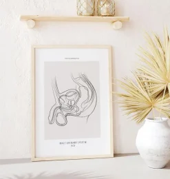 Männliches Harnsystem - Line-Art | Codex Anatomicus Fashion