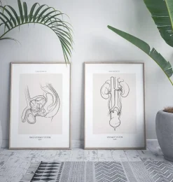 Männliches Harnsystem - Line-Art | Codex Anatomicus Fashion