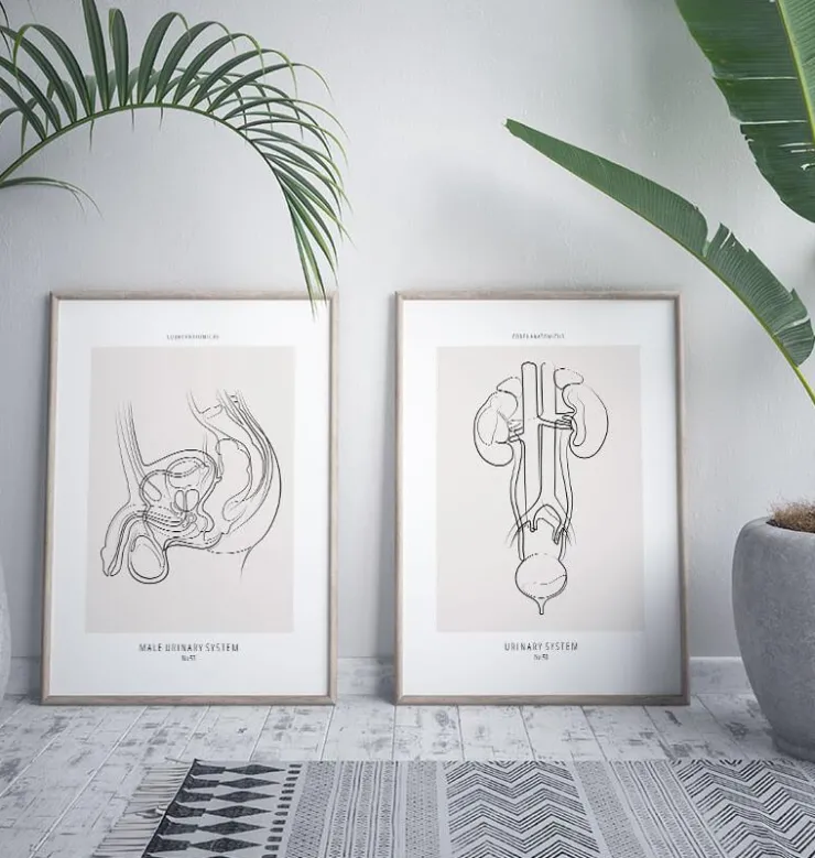 Männliches Harnsystem - Line-Art | Codex Anatomicus Fashion