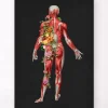 Muskulatur, Rückansicht - Floral - Schwarz | Codex Anatomicus Hot