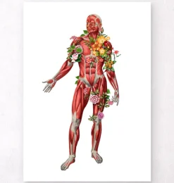 Muskulatur, Vorderansicht - Floral - Weiß | Codex Anatomicus Discount