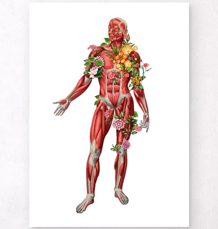 Muskulatur, Vorderansicht - Floral - Weiß | Codex Anatomicus Discount