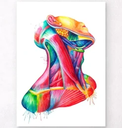 Nackenmuskulatur Anatomie - Aquarell | Codex Anatomicus Online