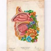 Nasenhöhle Anatomie - Floral - Vintage | Codex Anatomicus Outlet