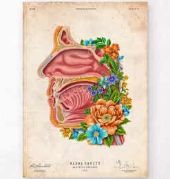 Nasenhöhle Anatomie - Floral - Vintage | Codex Anatomicus Outlet