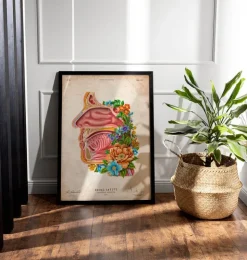 Nasenhöhle Anatomie - Floral - Vintage | Codex Anatomicus Outlet