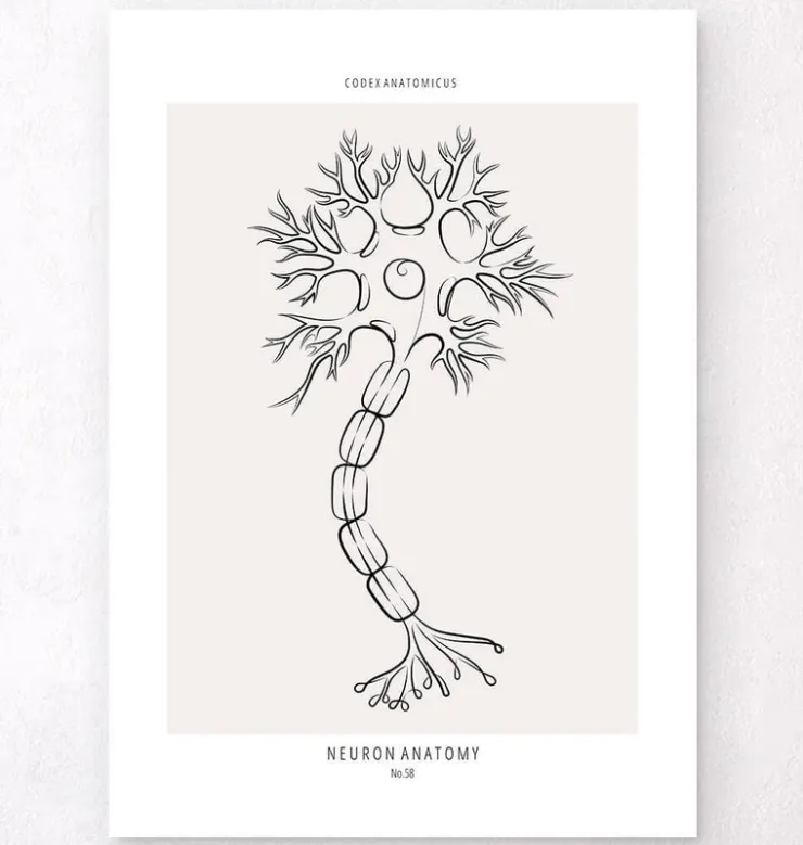 Neuronen Anatomie - Line-Art | Codex Anatomicus Discount