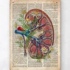 Niere mit Blumen - Alte Wörterbuchseite | Codex Anatomicus Discount