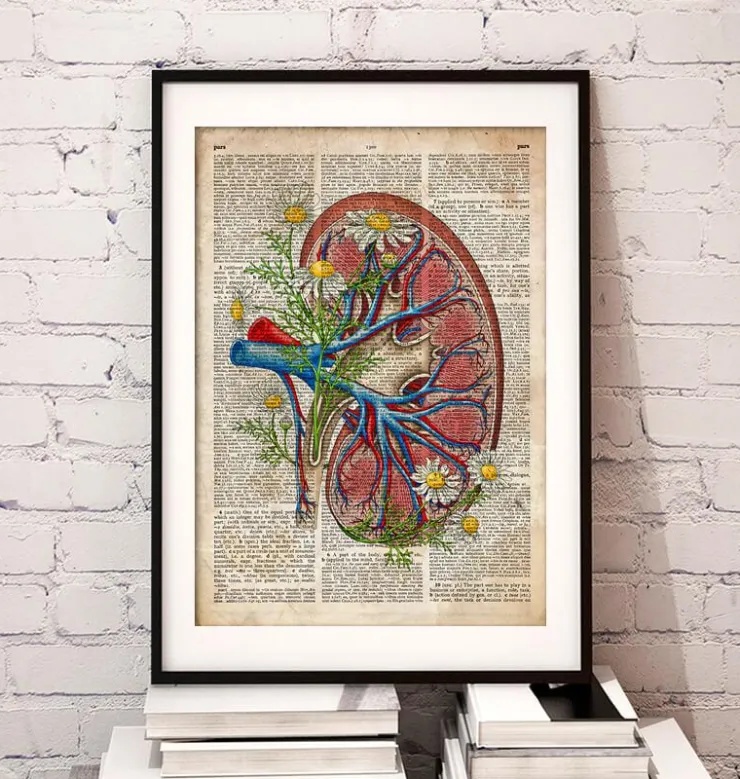 Niere mit Blumen - Alte Wörterbuchseite | Codex Anatomicus Discount