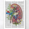 Niere mit Blumen - Wörterbuchseite | Codex Anatomicus Discount