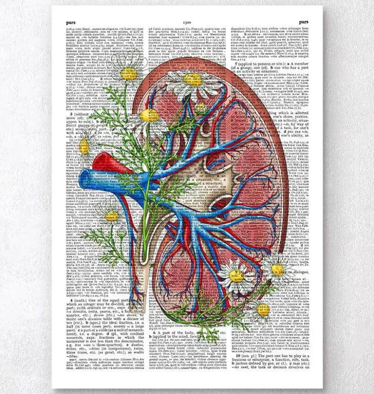 Niere mit Blumen - Wörterbuchseite | Codex Anatomicus Discount