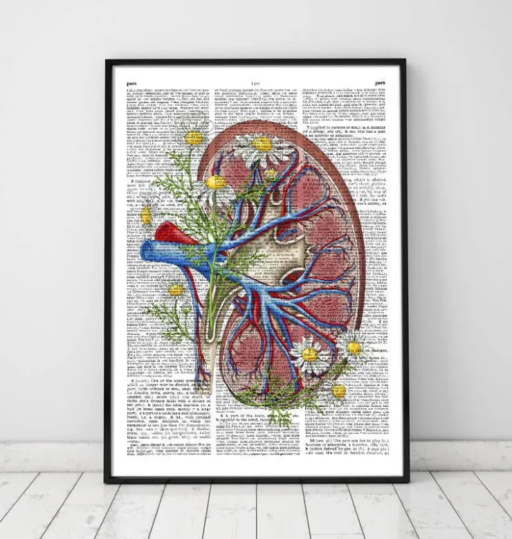 Niere mit Blumen - Wörterbuchseite | Codex Anatomicus Discount