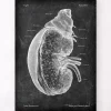 Niere und Nebenniere - Chalkboard | Codex Anatomicus Hot