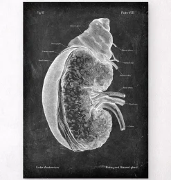 Niere und Nebenniere - Chalkboard | Codex Anatomicus Hot