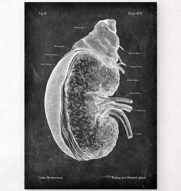 Niere und Nebenniere - Chalkboard | Codex Anatomicus Hot