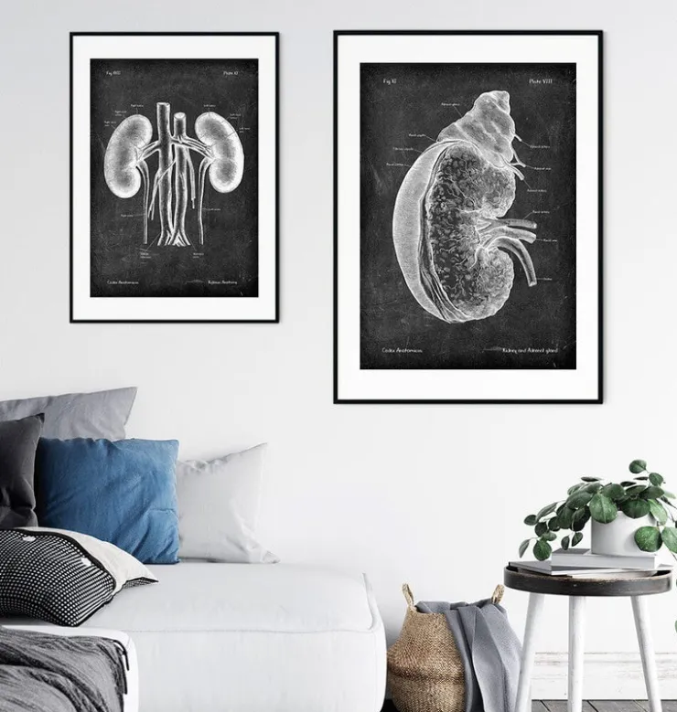 Niere und Nebenniere - Chalkboard | Codex Anatomicus Hot