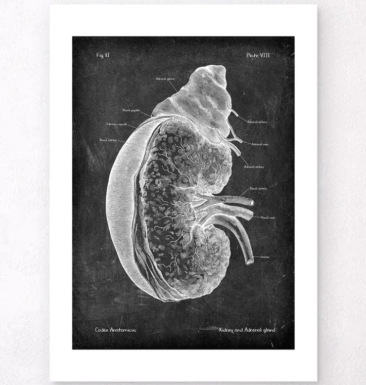 Niere und Nebenniere - Chalkboard | Codex Anatomicus Hot
